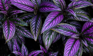 Persian shield - Strobilanthes dyerianus Persian shield - Strobilanthes dyerianus
