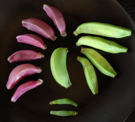 An assortment of ornamental bananas