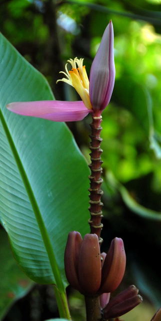 Pink banana flower with pink bananas