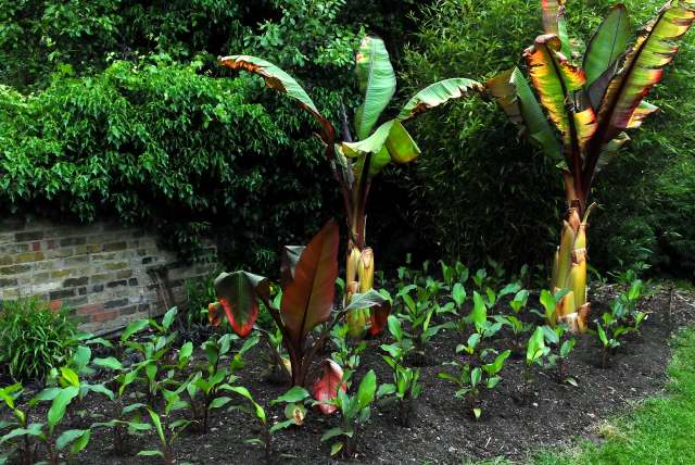 The left hand border newly planted with red ensete and canna.