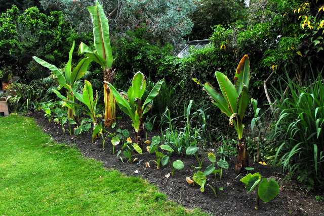 The right hand border newly planted. The right hand border newly planted.