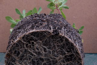 Cuttings showing a well developed root system. Cuttings showing a well developed root system.