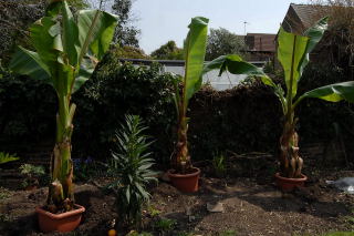 Ensete ventricosum in temporary planting holes. Ensete ventricosum in temporary planting holes.