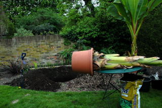 Ensete ventricosum awaiting the removal of its pot. Ensete ventricosum awaiting the removal of its pot.