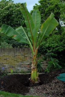 Ensete ventricosum awaiting back filling. Ensete ventricosum awaiting back filling.