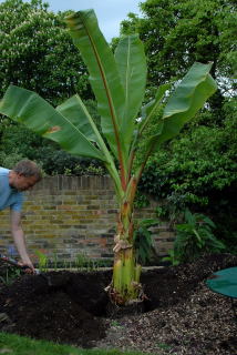 Back filling planting hole for ensete ventricosum with enriched soil. Back filling planting hole for ensete ventricosum with enriched soil.