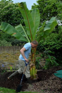 Firming soil to give stability when planting ensete ventricosum. Firming soil to give stability when planting ensete ventricosum.