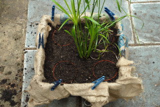 7. First plant goes in