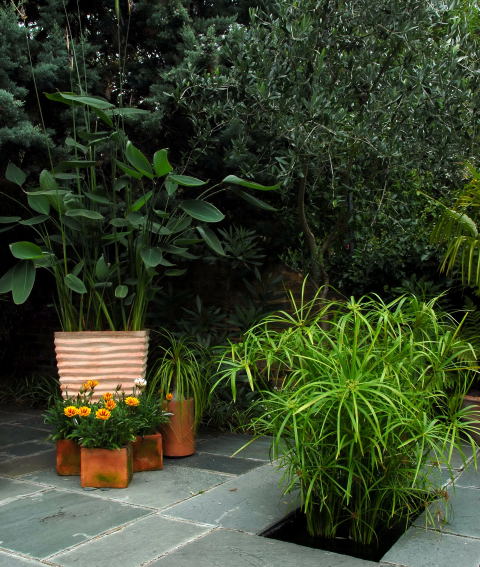 Cyperus alternifolius in August Cyperus alternifolius in August