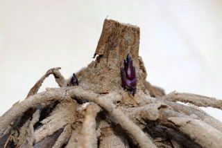 Dahlia tuber with new bud evident. Dahlia tuber with new bud evident.