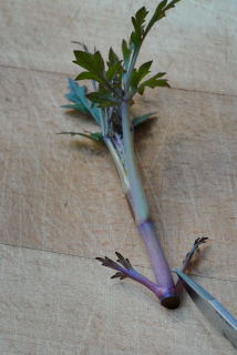 Trim the lower leaves. Removed stem ready for trimming.