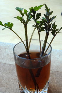 Stems awaiting planting. Stems awaiting planting.