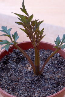 Newly planted cutting. Newly planted cutting.