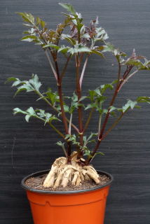 New stems continue to grow. New stems continue to grow.