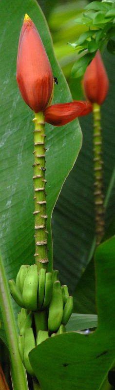 Red banana flower and fruit