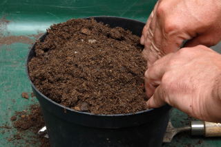 Firm the soil between the two pots.