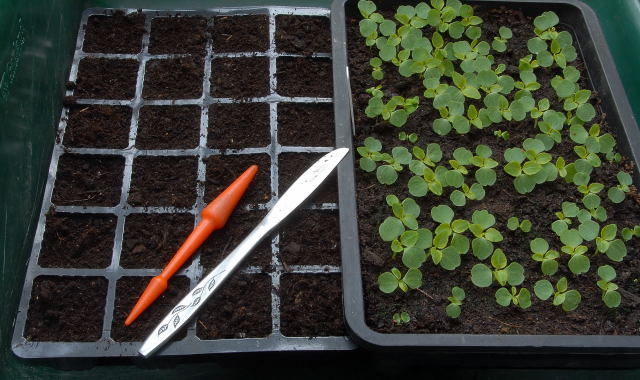 Seedlings awaiting transplant Seedlings awaiting transplant