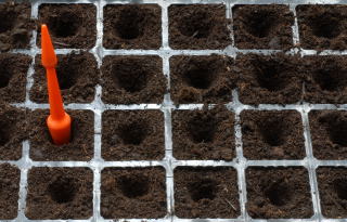 Holes are prepared using a dibber. holes are prepared in a modular seed tray with a dibber