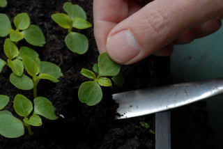 Pricking out a seedling Pricking out a seedling