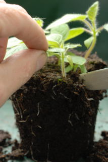 Outer seedlings are removed first seedling being teased from the compost