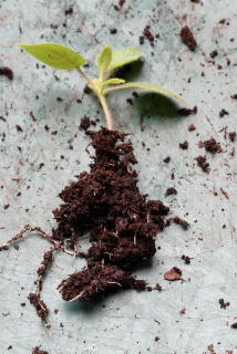 Keep as much of the root ball intact. seedling with exposed roots
