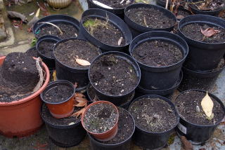 Pots filled with old compost.