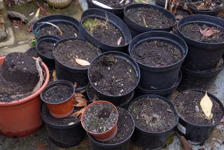 Pots filled with old compost. Pots filled with old compost.