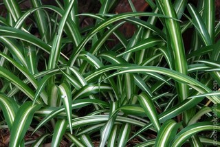 Spider plant - Chlorophytum comosum Spider plant - Chlorophytum comosum