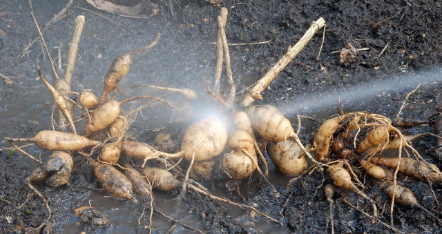 Washing dahlia tubers Dahlia tubers being washed prior to winter storage.
