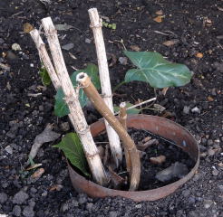 Dahlia with protective copper ring. dahlia tuber prior to digging up.