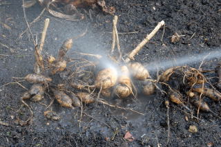 Removing soil from dahlia tubers Dahlia bulbs recieving a good wash