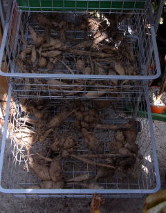 Storing dahlias in wire baskets. Storing dahlia tubers in a wire mesh laundry device.