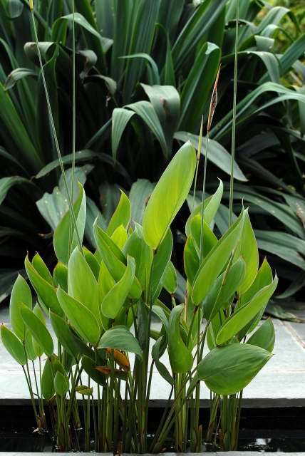 Thalia dealbata Thalia dealbata