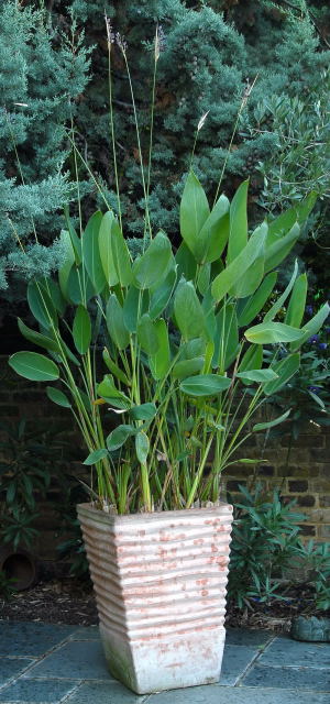 Thalia dealbata growing in a swamp pot