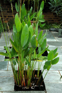 Thalia dealbata in the pond