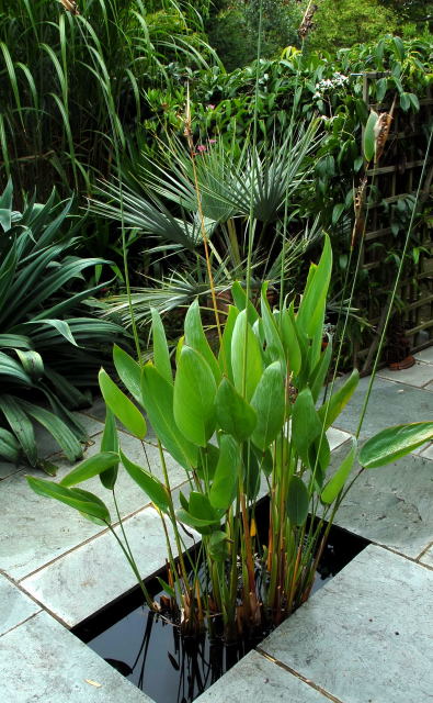 Thalia dealbata growing in a pond