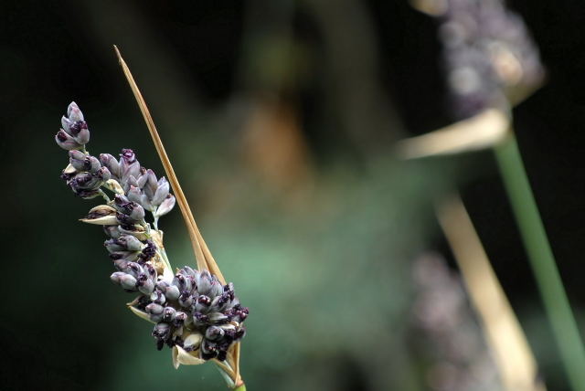 Thalia dealbata flowers