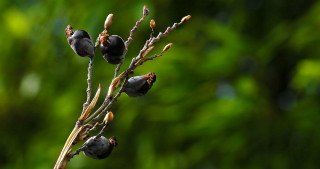 Ripening seed pods Ripening seed pods