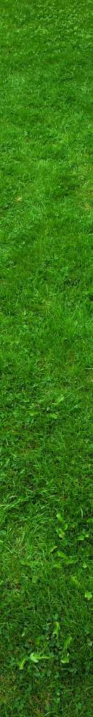 A strip of lawn Garden lawn