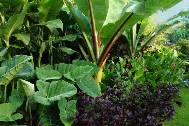 Elephant ear plant (Xanthosoma) growing in a mixed tropical foliage border elephant ear plant (Xanthosoma) growing in a mixed tropical foliage border