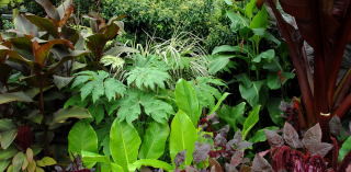 Contrasting tropical foliage