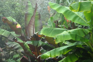 Bananas in the mist