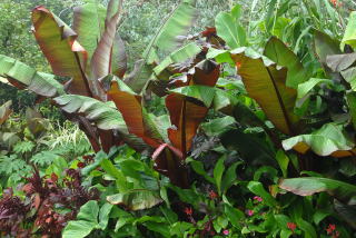 Tropical foliage featuring red ensete's