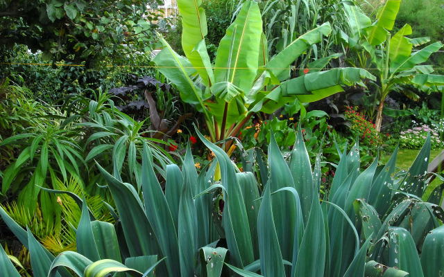 Lush tropical lanscape created using exotic garden plants