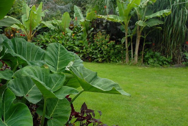 A mixed tropical border of all sorts of things. A mixed tropical border