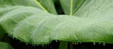 Big leaved tropical plants