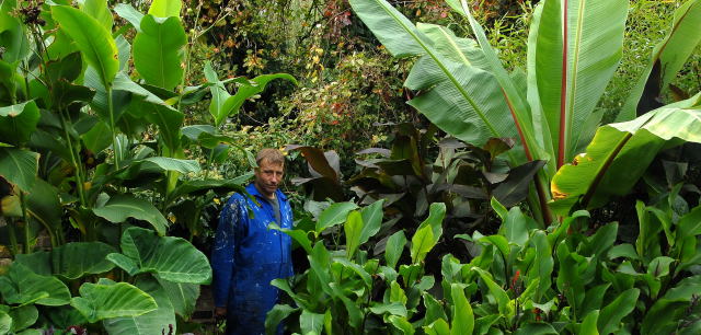 The Author amongst tall tropical foliage