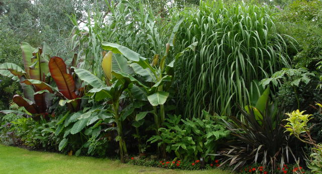 Nicely stuffed tropical border Picture of nicely stuffed border