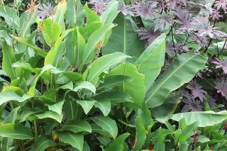 A nice mixture of large tropical foliage plants A nice mixture of large tropical foliage plants