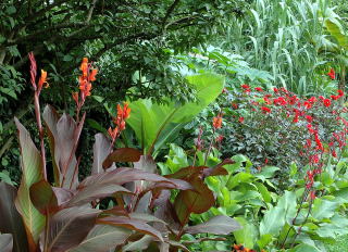 A colourful tropical border